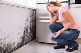 Best Mold Documentation for Insurance Claims in USA